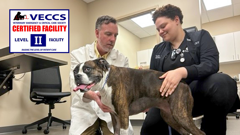 Emergency medicine veterinarian and technician exam a boxer dog in an exam room