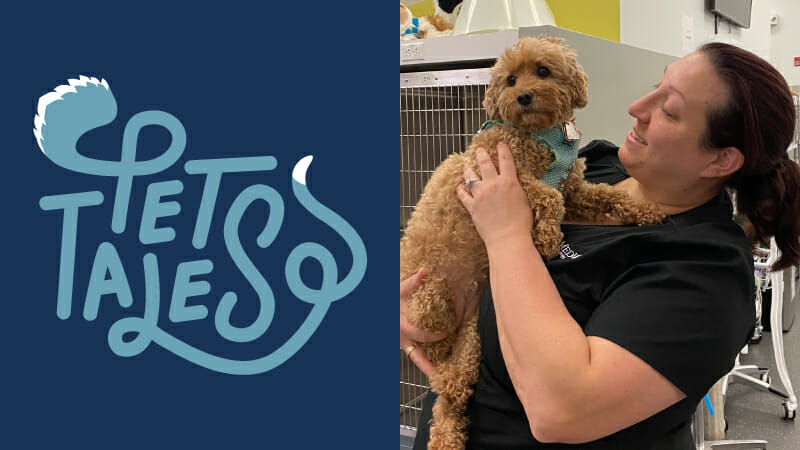 Fluffy brown puppy named Zoey being held in the air by loving team member at MedVet Norwalk 