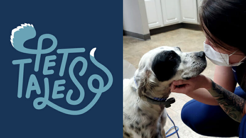 Cute white and black spotted dog named Lily touching noses with a MedVet team member wearing a white mask