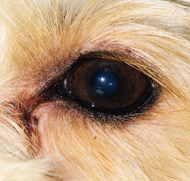 Figure 2. Tear staining in a middle-aged dog.