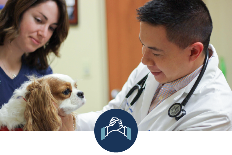 MedVet Experience_Teamwork MedVet Experience Teamwork