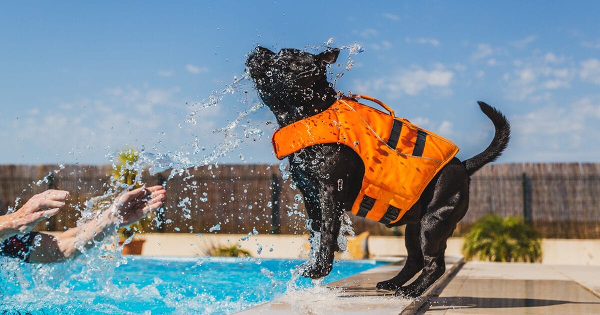 pet water safety at the pool beach or lake