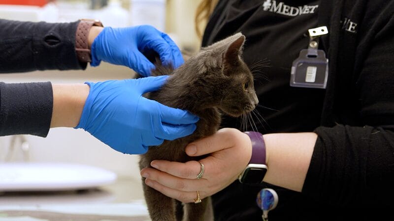 massage therapy manage chronic pain in cats