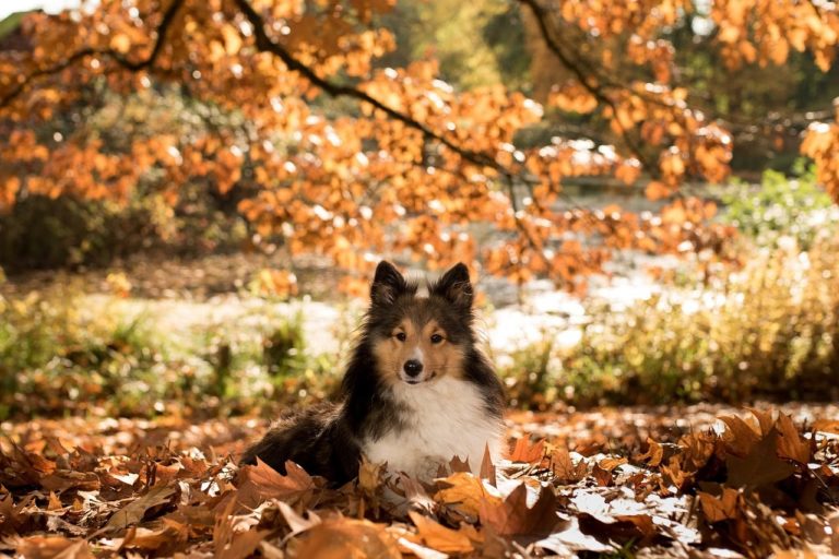 Happy fall to all the pets