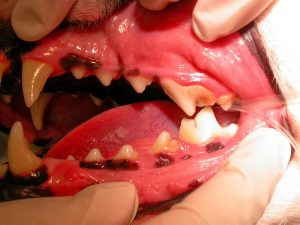 The Dos and Don'ts of Pet Dental Care