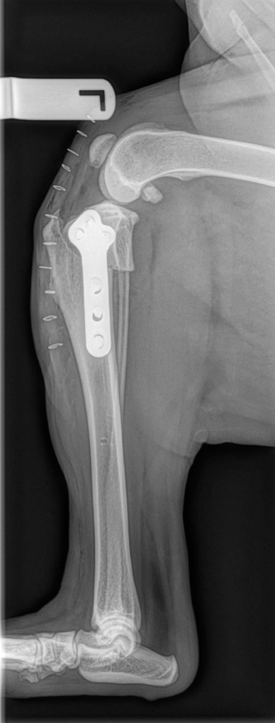 Postoperative lateral Tibial Plateau Leveling Osteotomy (TPLO)