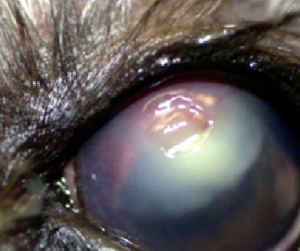 Image 2. Stromal Corneal Ulcer 