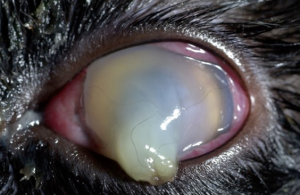 Image 1. Superficial Corneal Ulcer 