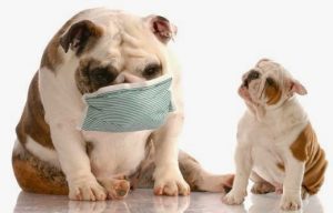 Canine Flu - What You Need To Know