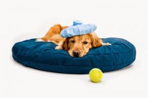 Canine Flu - What You Need To Know