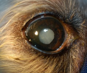 Cataract Surgery in Dogs