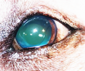 Cataract Surgery in Dogs