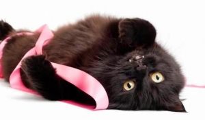 Mammary Cancer In Dogs and Cats