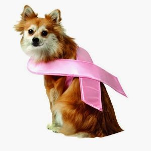 Mammary Cancer In Dogs and Cats