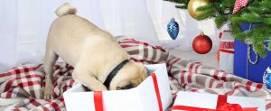 Holiday Pet Safety Tips