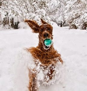 Keeping Pets Active in Winter Months