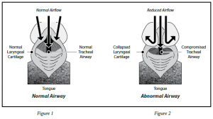 brachycephalic-syndrome-1