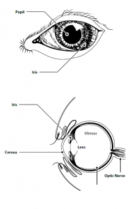 Diagram of the eye 