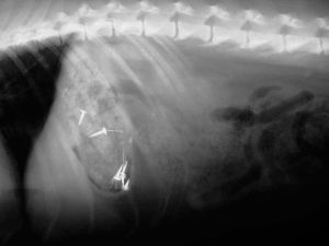 Abdominal radiograph (X-ray) of a dog that ate some nails which you can see in his stomach.