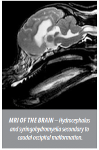 Magnetic resonance imaging (MRI) in Dogs and Cats