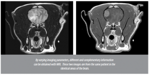 Magnetic resonance imaging (MRI) in dogs and cats