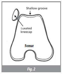 patella-luxation-2