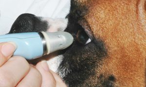 Testing for Glaucoma in a dog.