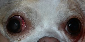 glaucoma-dog-3