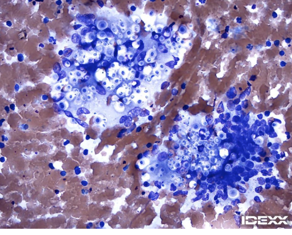 IDEXX Diagnostic Challenge: Lethargy & Skin Nodules 