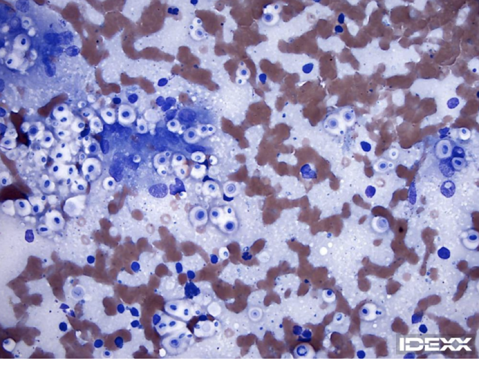 IDEXX Diagnostic Challenge: Lethargy & Skin Nodules 