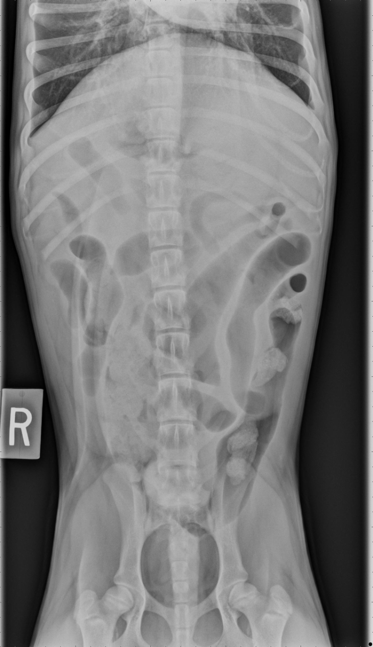 How to Take Pneumocolon Radiographs in Dogs and Cats