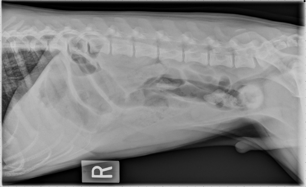 How to Take Pneumocolon Radiographs in Dogs and Cats