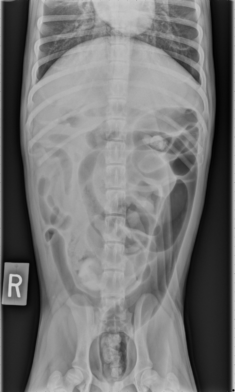 How to Take Pneumocolon Radiographs in Dogs and Cats