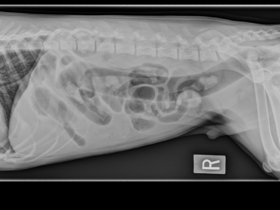 How to Take Pneumocolon Radiographs in Dogs and Cats