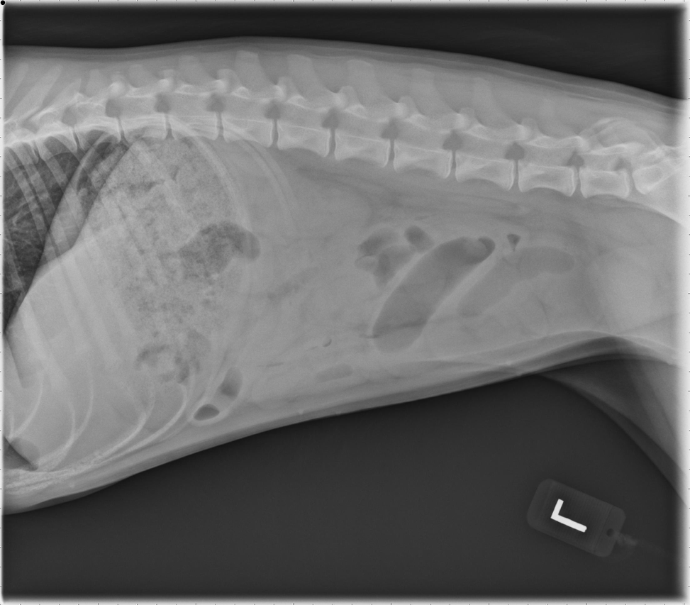 Diagnosing Intussusception with the Meniscus Sign in Dogs