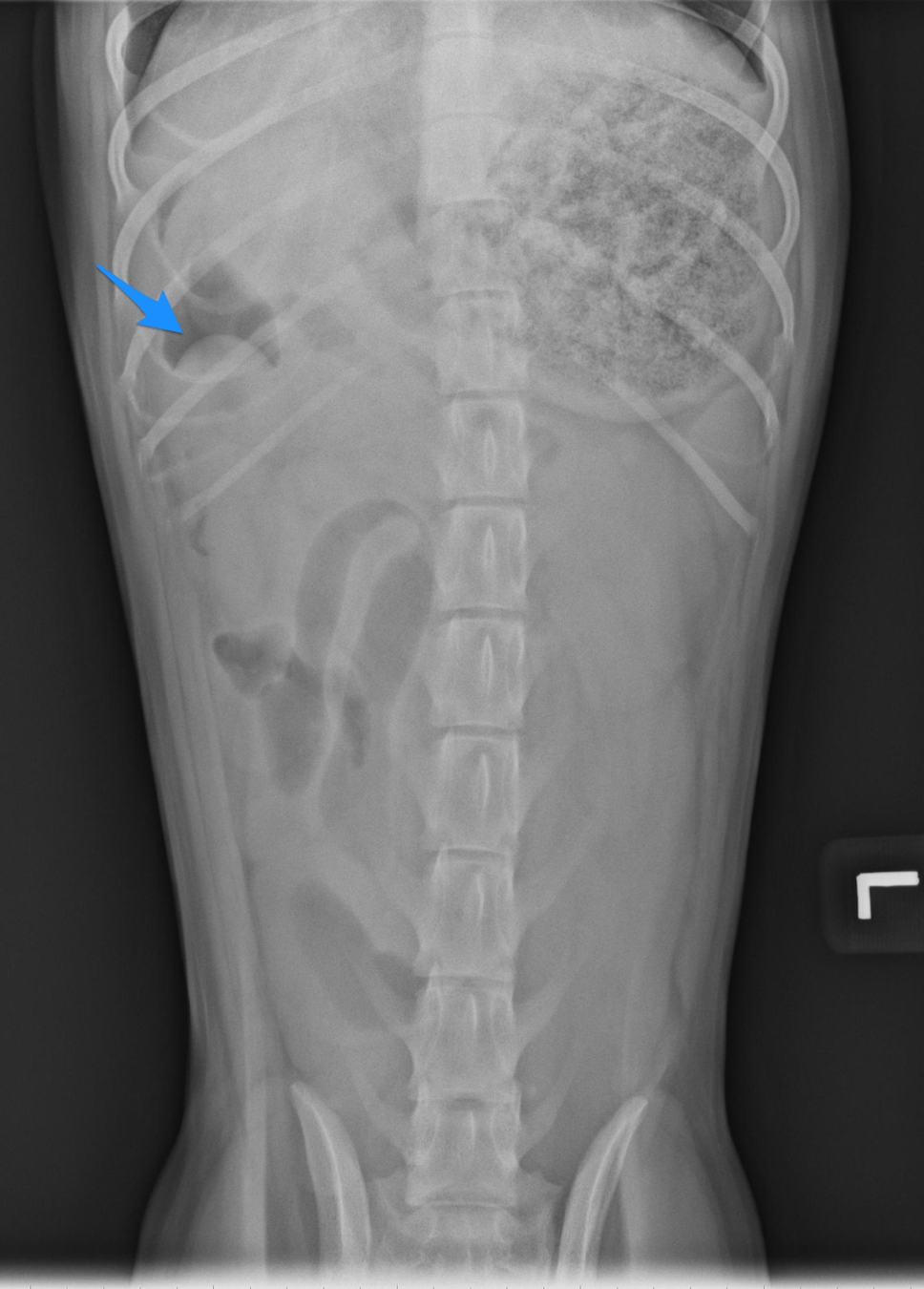 Diagnosing Intussusception with the Meniscus Sign in Dogs