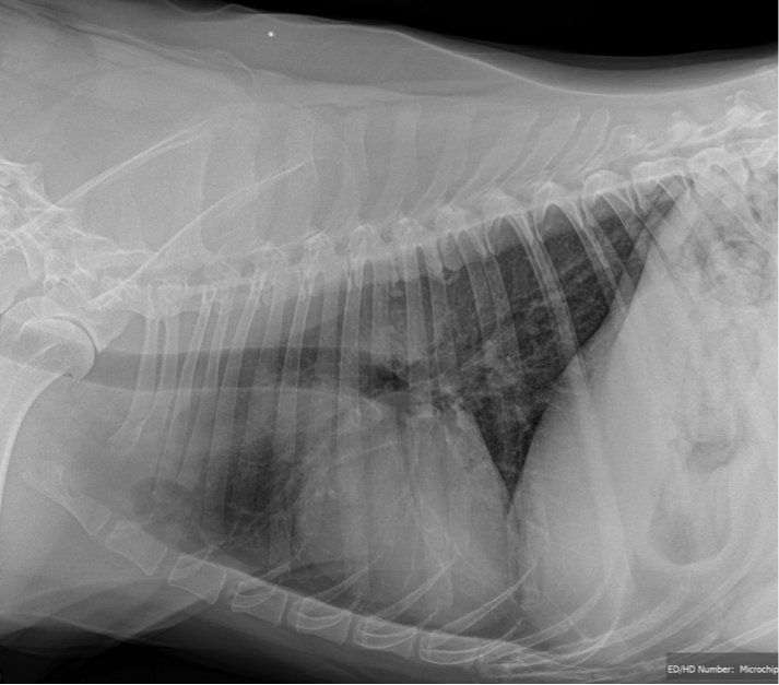 Advantage of 3 view x-rays in dog with pneumonia