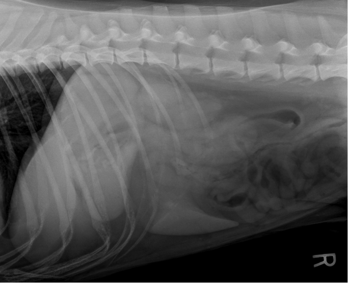 3-view Abdominal Study in a Dog with Vomiting.