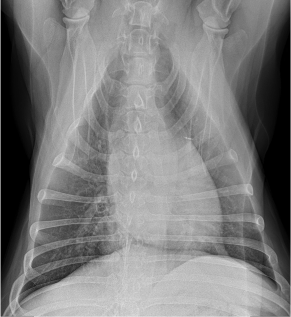 Advantage of 3 view x-rays in dog with pneumonia