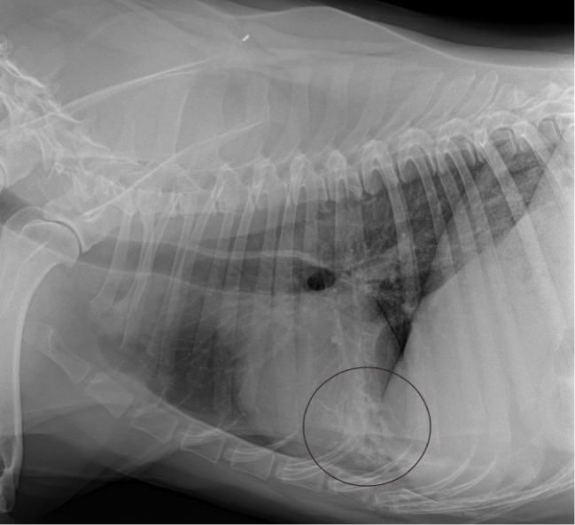 Advantage of 3 view x-rays in dog with pneumonia