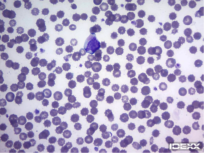 IDEXX Diagnostic challenge - 2 month old dog with respiratory signs