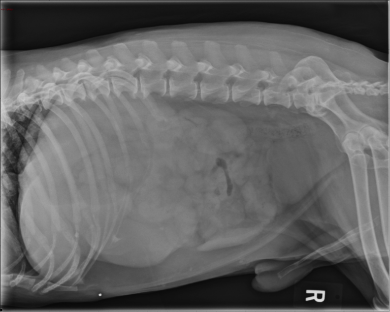 Right lateral Abdominal Radiographs in Dog with Vomiting and Cough 