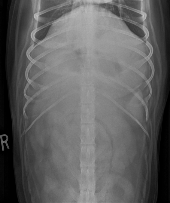 3-view Abdominal Study in a Dog with Vomiting.