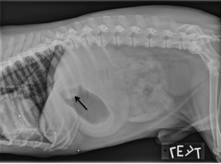 Figure 6. Left lateral abdominal radiograph: There is a round well defined soft tissue opacity within the pylorus (black arrow), very suggestive of foreign material. There are also angular, comma-shaped gas opacities within the small intestines on this view. Now with both of these findings, this is consistent with linear small intestinal foreign body anchored in the pylorus. There is also mild alveolar pattern in the ventral aspect of the right middle lung lobe consistent with pneumonia, likely secondary to aspiration in this case.