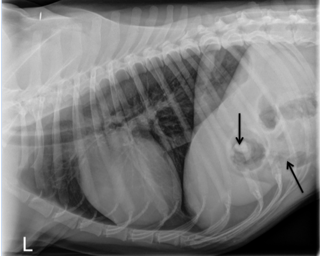 X-ray of a Dog with a 2-3 month history of Anorexia and Regurgitation 