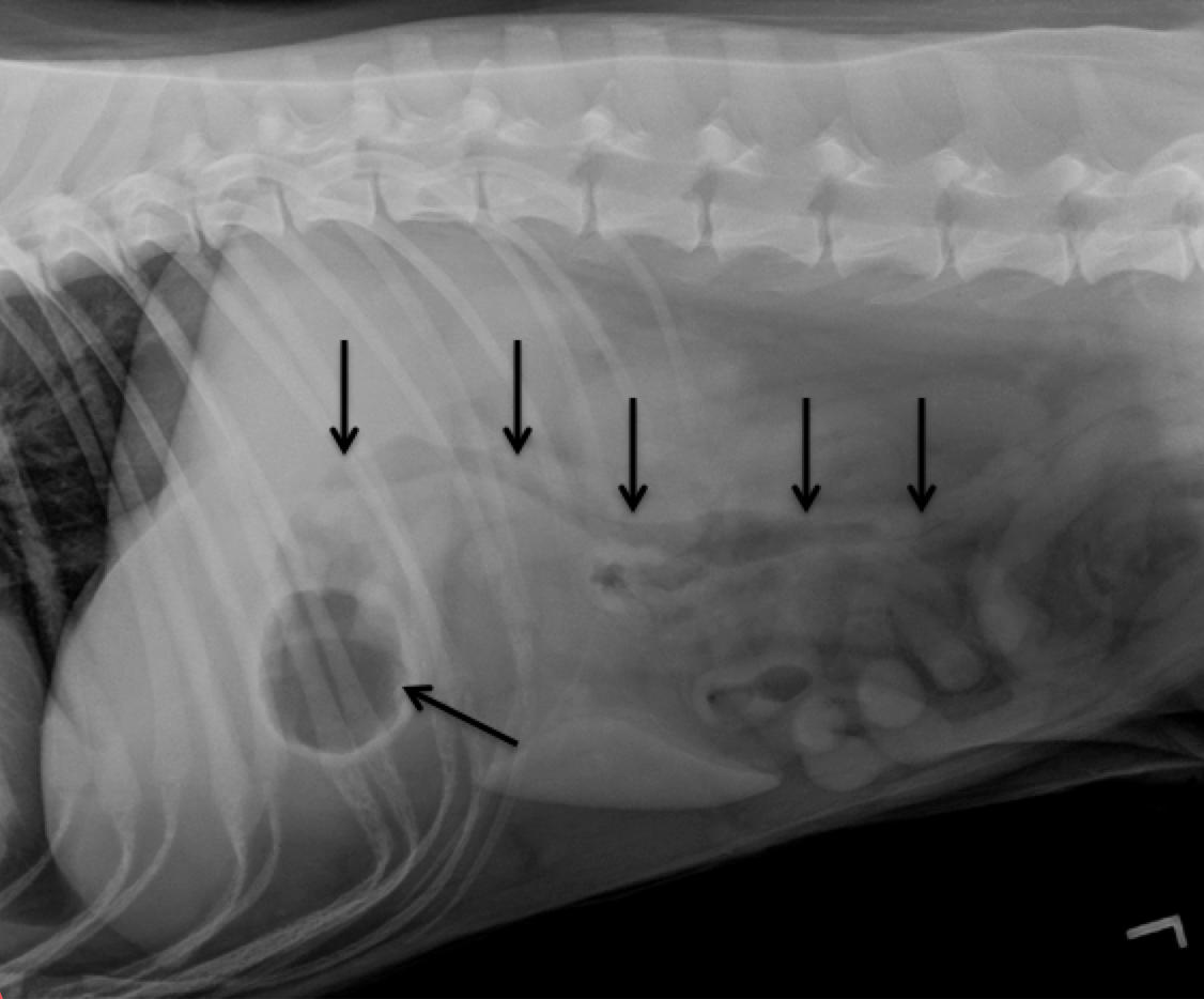 3-view Abdominal Study in a Dog with Vomiting.