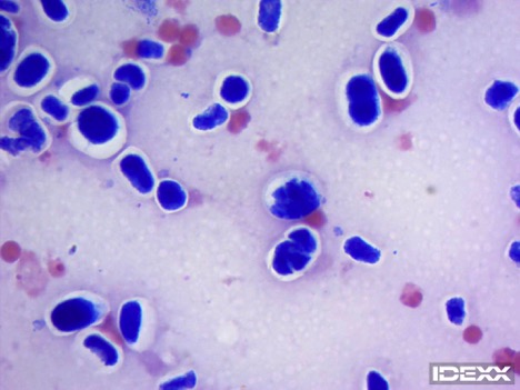 IDEXX Diagnostic Challenge dog with Protothecosis. Urine sediment stained with Wright’s stain in dog with Protothecosis. Viewed with 100x objective, magnification 1000.