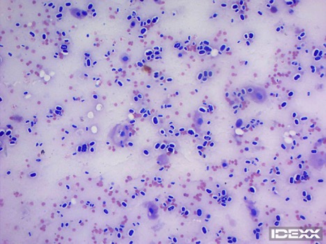 IDEXX Diagnostic Challenge dog with Protothecosis. Figure 1. Urine sediment stained in dog with Protothecosis with Wright’s stain. Viewed with 20x objective, magnification 200