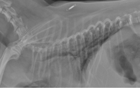 Figure 2. Marked tracheal collapse in a Yorkshire terrier pre stent placement. 