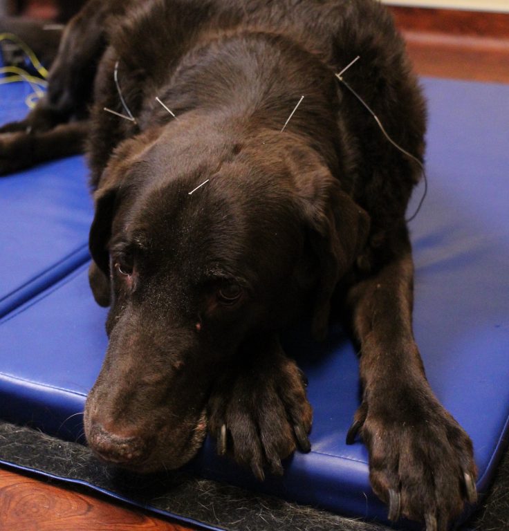 Photo Dog receiving acupuncture at MedVetforpets